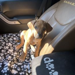 Lhasa Apso and Rhodesian Ridgeback Puppies from Koenigplatz Kennel