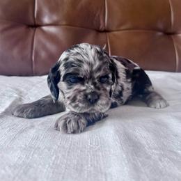 Star - Blue roan and tan female Cocker Spaniel puppy in Floyds Knobs, Indiana from Sweet Tails