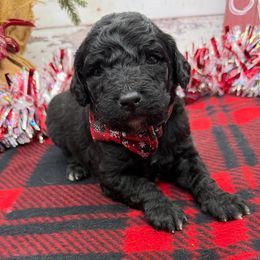 Abe - Black male Goldendoodle puppy in Lisbon, Ohio from Willow Lane Doodles