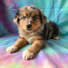 Australian Shepherd, Miniature Australian Shepherd, and Toy Australian Shepherd Puppies from Hippie Dog Haven