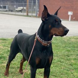 Doberman Pinschers from Taylor Made Farm
