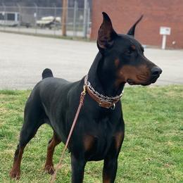 Doberman Pinschers from Taylor Made Farm