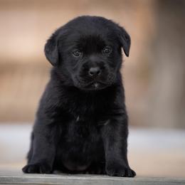 Cinnamon - Black female Labrador Retriever puppy in Ridgecrest, California from Black Mountain Service Dogs