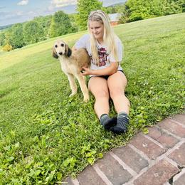 Domino male 1 - Blue and cream male Afghan Hound puppy in Carlisle, Pennsylvania from Winterberry Afghan Hounds