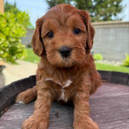 Crush - Red male Australian Labradoodle puppy in Roseville, California from Darby Park Doodles