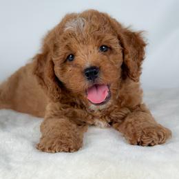 Hundley - Golden male Cockapoo puppy in Pledger, Texas from Sugarbear Cockapoos