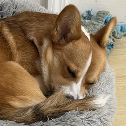 Australian Cattle Dogs, Pembroke Welsh Corgis, and Working Dog Crosses from Stonewall Cowboy Corgis