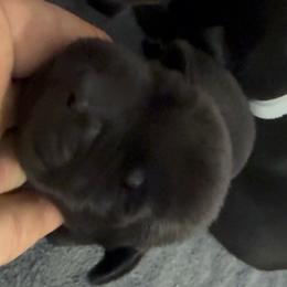Green - Black male Labrador Retriever puppy in Kinta, Oklahoma from Beaver Creek Kennels