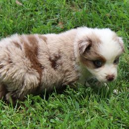 Israel - Red merle male Australian Shepherd puppy in Kansas, Oklahoma from Windy G Farm