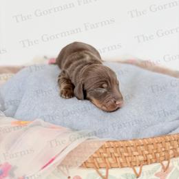 Geneva - Chocolate and tan female Dachshund puppy in Greenville, North Carolina from The Gorman Farms