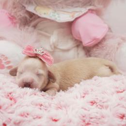 Winnie - Cream female Dachshund puppy in Big Rapids, Michigan from 30 Acre Woods Dachshunds
