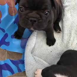 French Bulldog Puppies from PJG Country Life Kennels