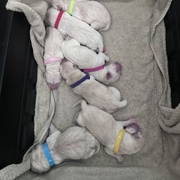 Girl 9 - female Labrador Retriever puppy in Temecula, California from Oak Valley Labradors