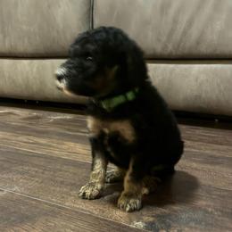 Phantom Boy 3 - Phantom male Poodle puppy in Jesup, Georgia from Altamaha Mud Poodles LLC.