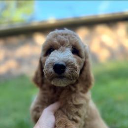 Boy 1 - Red  male Goldendoodle puppy in Bogue Chitto, Mississippi from Valentine Kennels