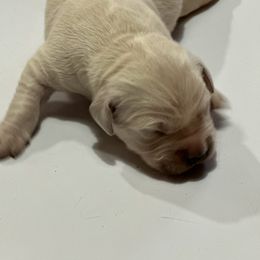 Kristoff - Light golden Golden Retriever puppy in Selah, Washington from Porter's Puppies