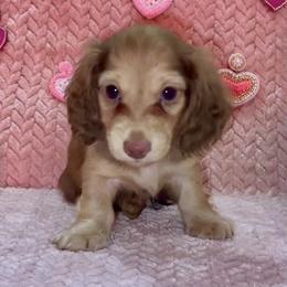 Santy - Cream male Dachshund puppy in Statesville, North Carolina from Lakeside Dachshunds