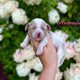 Harmony - Red female Cavapoo puppy in Midland, Michigan from Northern Charm Farm