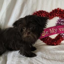 BFF Richie - Brown male Mi-Ki puppy in Oakley, Michigan from BFF Mi-Kis
