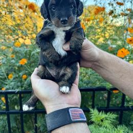 Aussiedoodle and Bernedoodle Puppies from LolliPop Farms