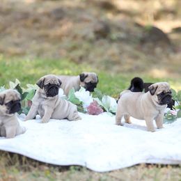 Pug Puppies from Malta Pugs