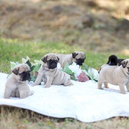 Pug Puppies from Malta Pugs
