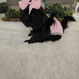 Shih Tzu Puppies from 🩷ViviDreamyShihtzus🩷
