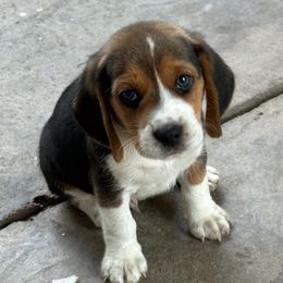 Boy 4 - Paws - Black tan and white male Beagle puppy in Sacramento, California from Alton Beagles