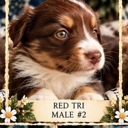Orion - Red tri-color male Miniature American Shepherd puppy in Plant City, Florida from Osborne & Stormborn FL Kennels