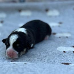 Thyme - Black and tan male Pembroke Welsh Corgi puppy in Hope, Arkansas from Foxy Knoll Farm