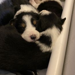 Border Collie Puppies from Herding Heritage