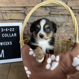Boy 1 - Miniature Australian Shepherd puppy in Deridder, Louisiana from AussieSmiths