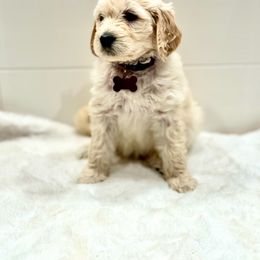 Goldendoodle Puppies from Dana Point Golden Doodles