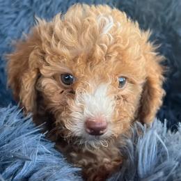 Poodle puppies from Bishop Golden Doodles