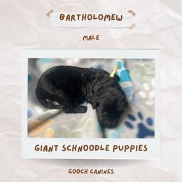 Schnoodle Puppies from Gooch Canines (Giant Schnoodles)