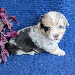 Marcy - Blue merle and white female American Corgi puppy in Shawnee, Oklahoma from Sunray Ranch