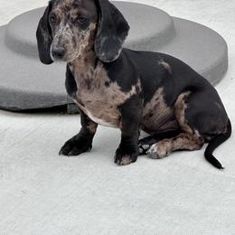 Leah - Dapple female Dachshund puppy in Paso Robles, California from Nicole's Dachshunds
