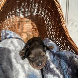 Lovey - Dapple female Dachshund puppy in Pontotoc, Mississippi from Toddy Kennels