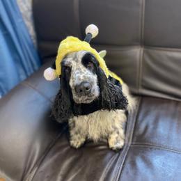Cruella - English Cocker Spaniel
