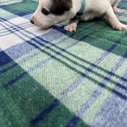 Greyhound Puppies from Greyhound Puppy Havens