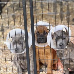 Cane Corso Puppies from Corso Empire