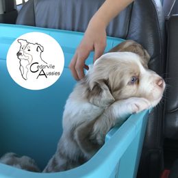 Australian Shepherd Puppies from Cedarville Aussies