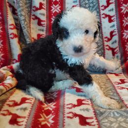 Pomeranian and Sheepadoodle Puppies from Fluffy Wonders Poms and Doodles