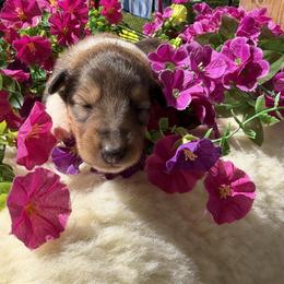 Amethyst - Sable and white female Collie puppy in Carencro, Louisiana from Cajun Bayou's Collies LLC