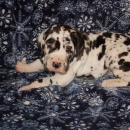 Great Dane and Miniature Schnauzer Puppies from River Valley Great Danes