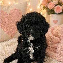 Isla - Black and white female Cockapoo puppy in Ellensburg, Washington from Dawn to Dusk Cockapoos