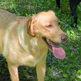 Dilute Retrievers and Labrador Retrievers from 906 Labadors