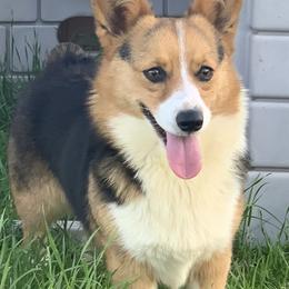 American Corgis, Australian Shepherds, and Pembroke Welsh Corgis from Chisholm Trail Kennels