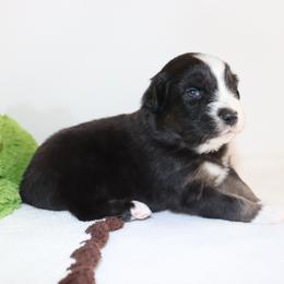 Moss - Black tri-color male Australian Shepherd puppy in Colorado from Firestone Australian Shepherds