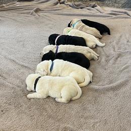Swatara Creek Labradors LLC - Black female Labrador Retriever puppy in Jonestown, Pennsylvania from Swatara Creek Labradors LLC
